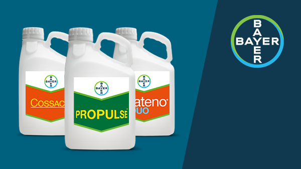 Cossack, Propulse og Mateno Duo dunke